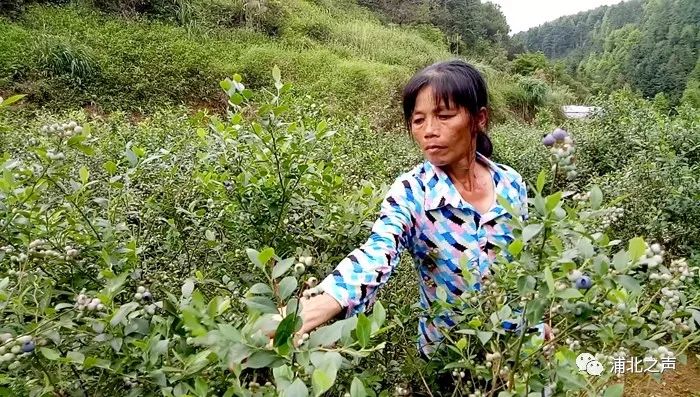 致富种植蓝莓怎么样_蓝莓怎么种植致富_致富种植蓝莓视频