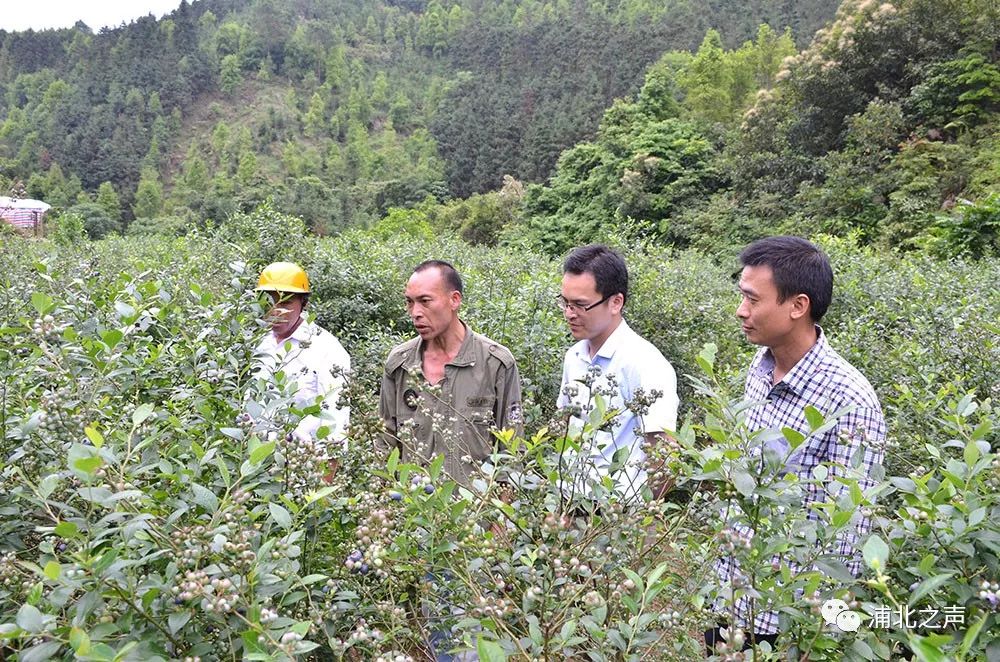 致富种植蓝莓怎么样_蓝莓怎么种植致富_致富种植蓝莓视频