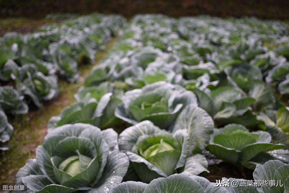 夏甘蓝的种植技术_夏播甘蓝育苗技术_夏甘蓝种植技术视频