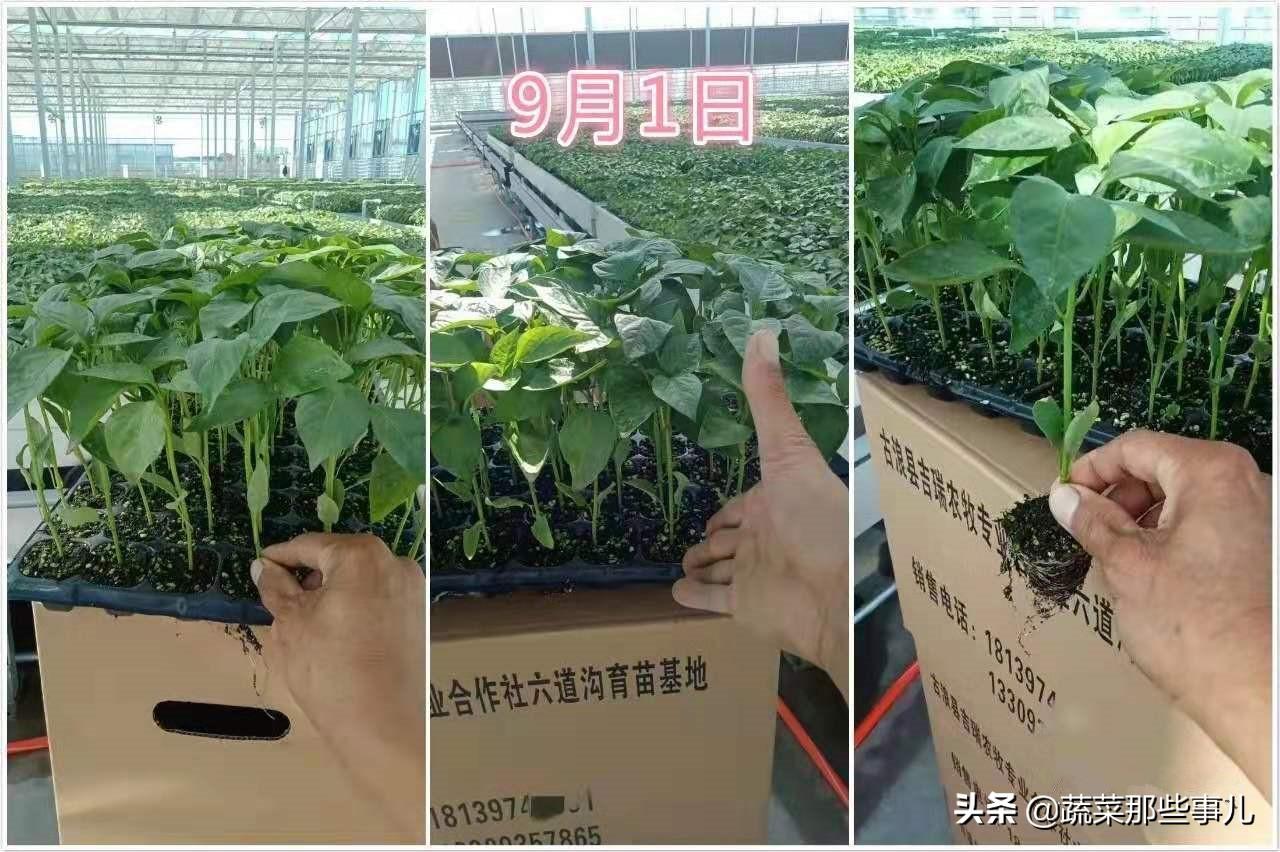 夏甘蓝的种植技术_夏甘蓝种植技术视频_夏播甘蓝育苗技术