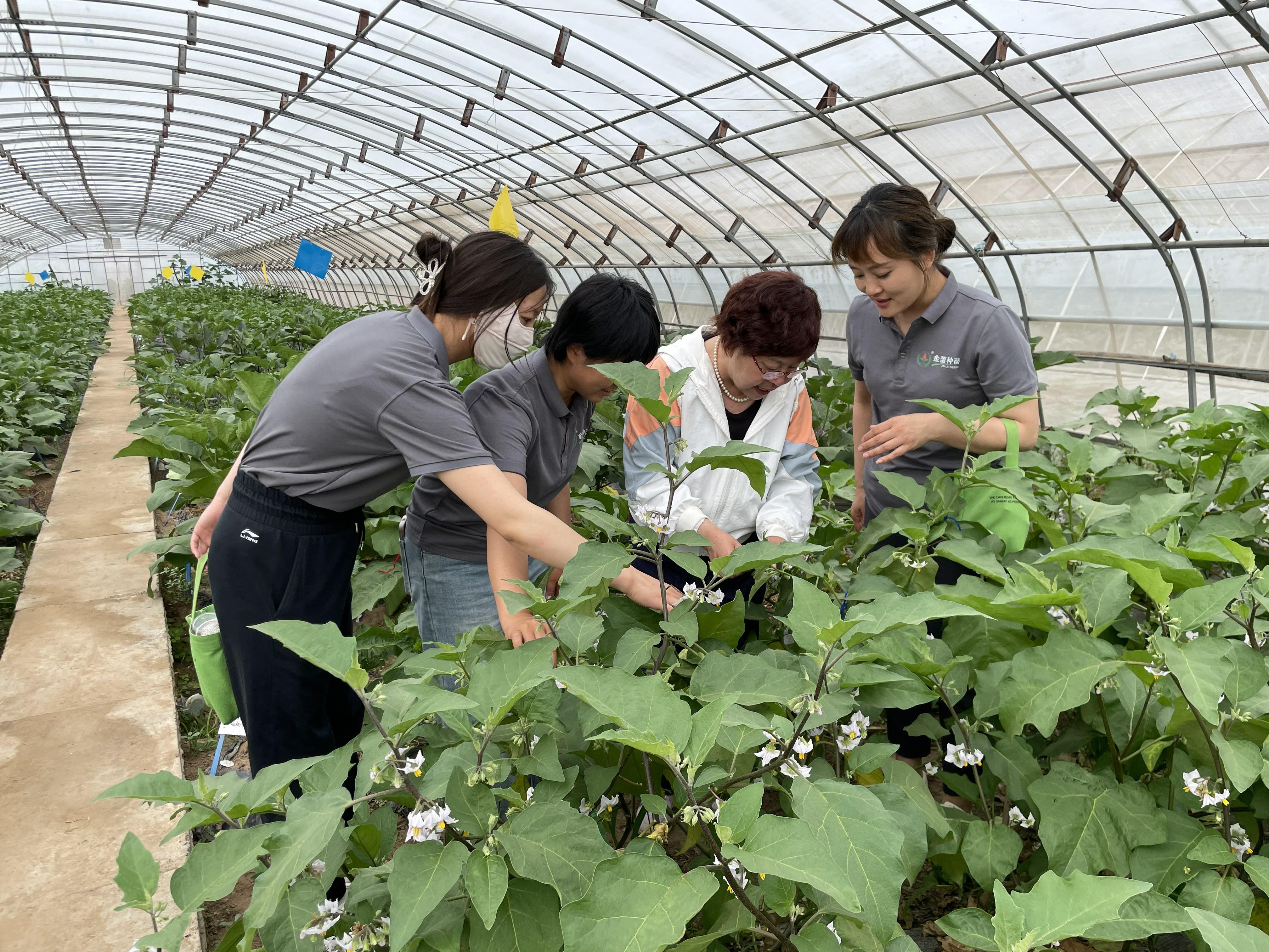 夏播甘蓝育苗技术_夏甘蓝的种植技术_夏甘蓝种植技术视频