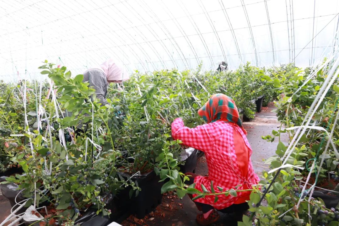 致富种植蓝莓图片_致富种植蓝莓怎么样_蓝莓怎么种植致富