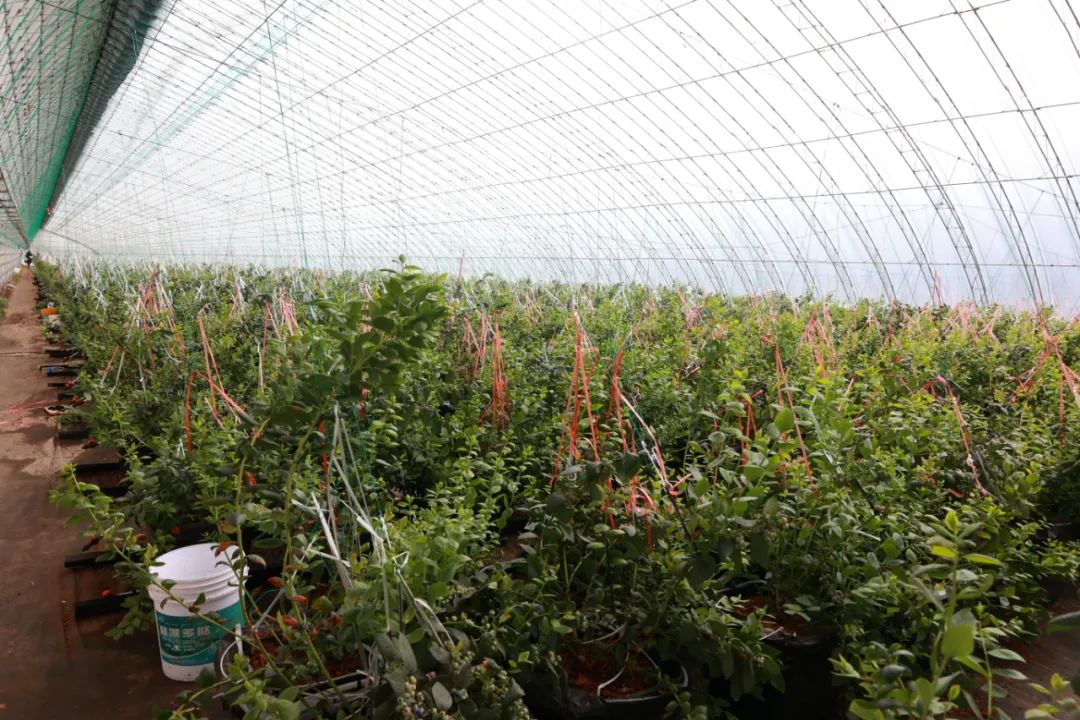 致富种植蓝莓图片_致富种植蓝莓怎么样_蓝莓怎么种植致富
