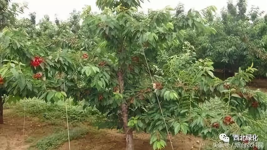 视频种植樱桃技术要点_樱桃种植技术视频_樱桃种植技术与管理视频