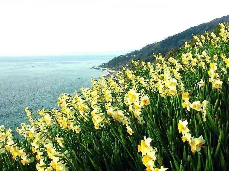 种植业致富_耕种种植致富_农民致富种植项目