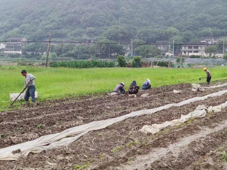 耕种种植致富_种植业致富_农民致富种植项目