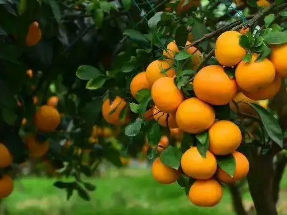 农民致富种植项目_种植业致富_耕种种植致富