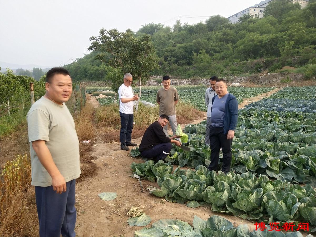 淄博农业造“芯”记③ |“甘蓝育种，我公司全省领先”