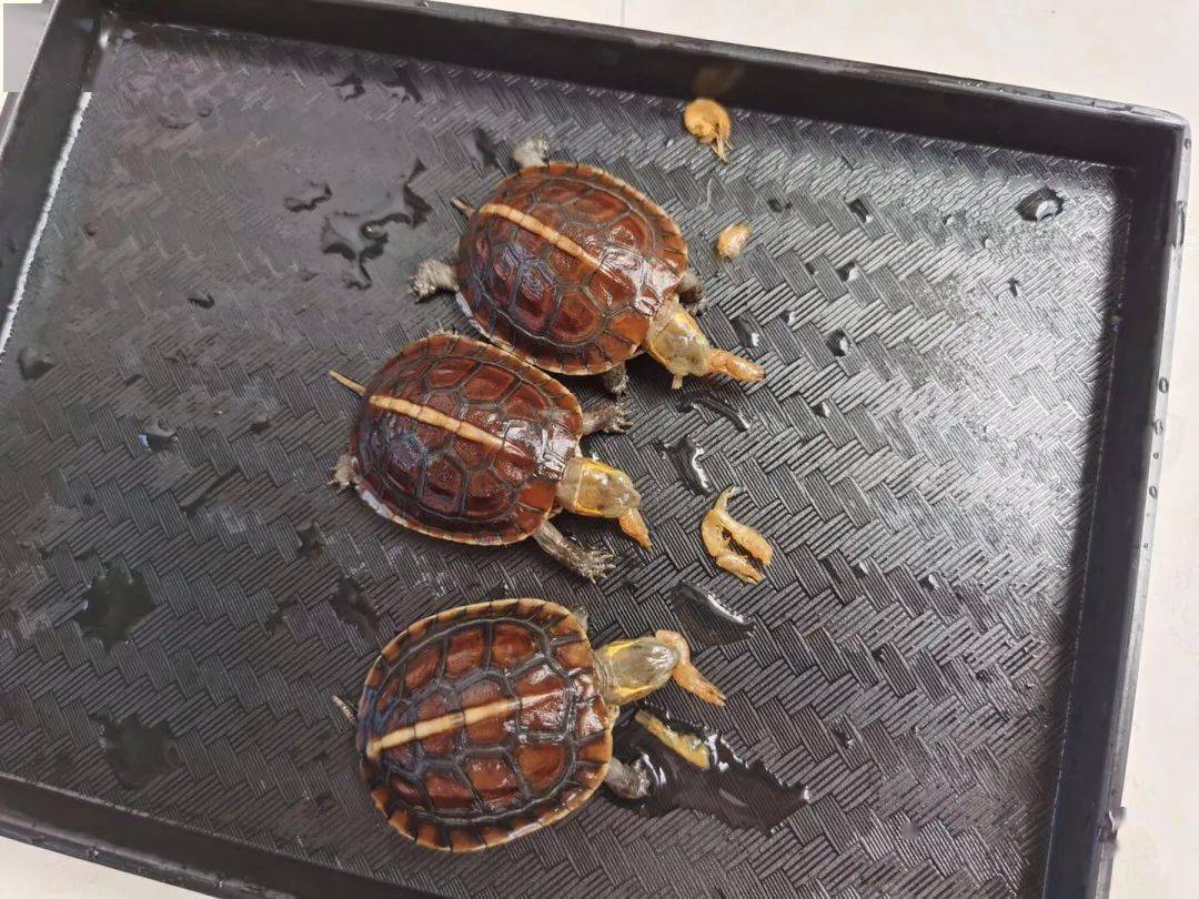 黄缘闭壳_黄缘闭壳养殖技术_黄缘闭壳龟饲养技术