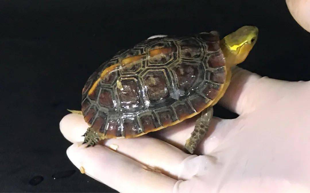黄缘闭壳养殖技术_黄缘闭壳_黄缘闭壳龟饲养技术