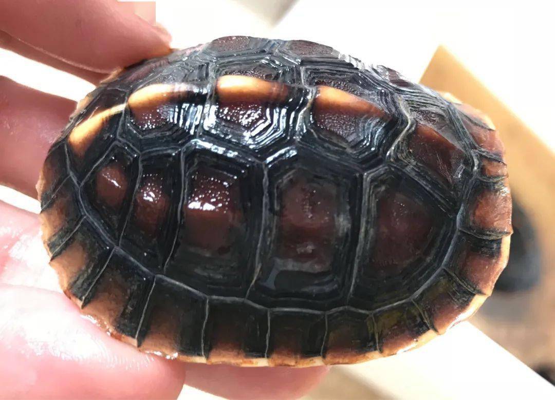 黄缘闭壳_黄缘闭壳龟饲养技术_黄缘闭壳养殖技术