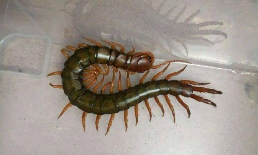 黄缘闭壳_黄缘闭壳龟饲养技术_黄缘闭壳养殖技术