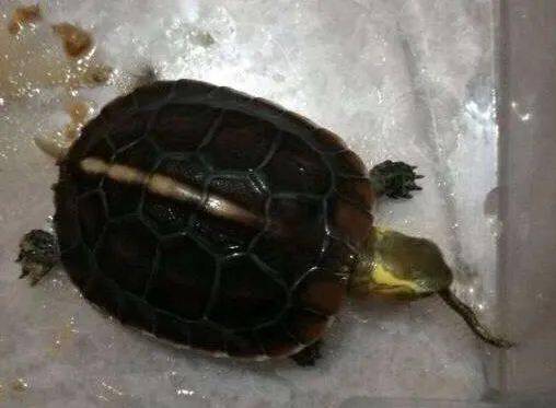 黄缘闭壳_黄缘闭壳龟饲养技术_黄缘闭壳养殖技术