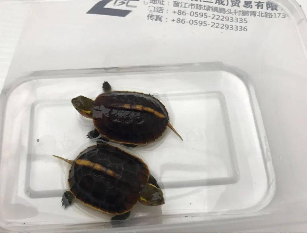 黄缘闭壳龟饲养技术_黄缘闭壳养殖技术_黄缘闭壳