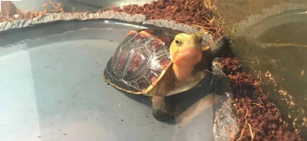 黄缘闭壳养殖技术_黄缘闭壳龟饲养技术_黄缘闭壳