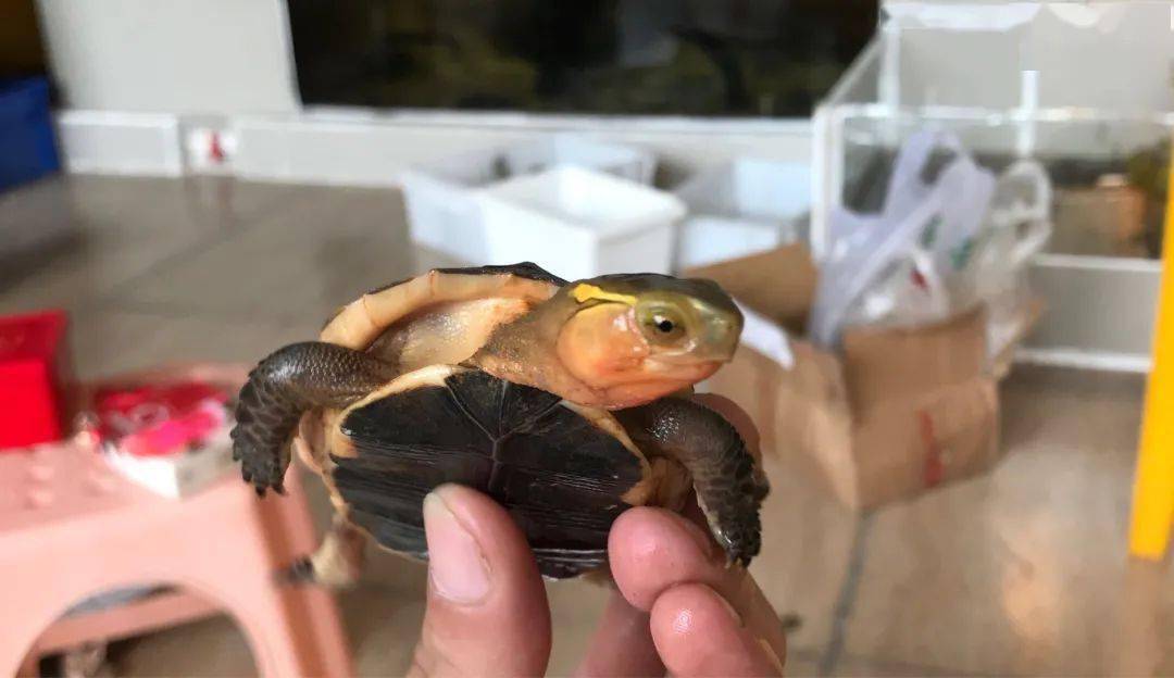 黄缘闭壳龟饲养技术_黄缘闭壳_黄缘闭壳养殖技术