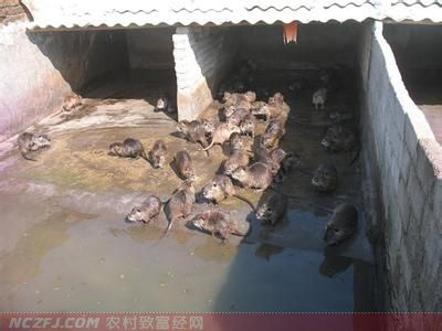 养海狸鼠挣钱吗_致富鼠养海狸怎么样_致富经养海狸鼠