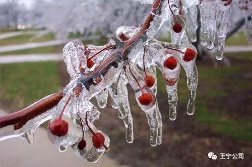 樱桃种植技术视频_种樱桃的视频_种植樱桃苗视频