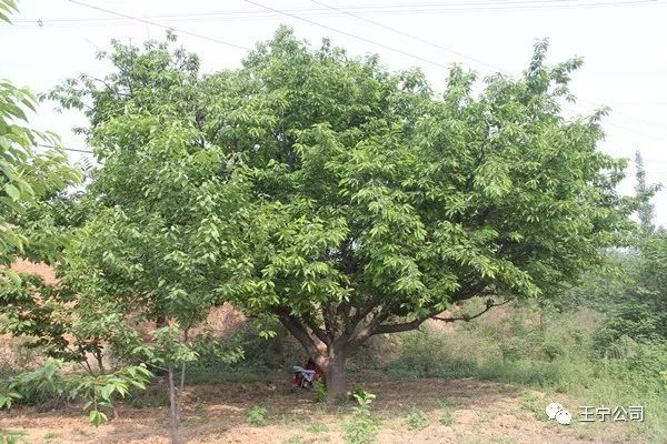 种樱桃的视频_种植樱桃苗视频_樱桃种植技术视频