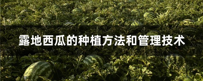 露地西瓜的种植方法和管理技术