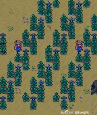种植致富农村项目大全_农村致富种_耕种种植致富