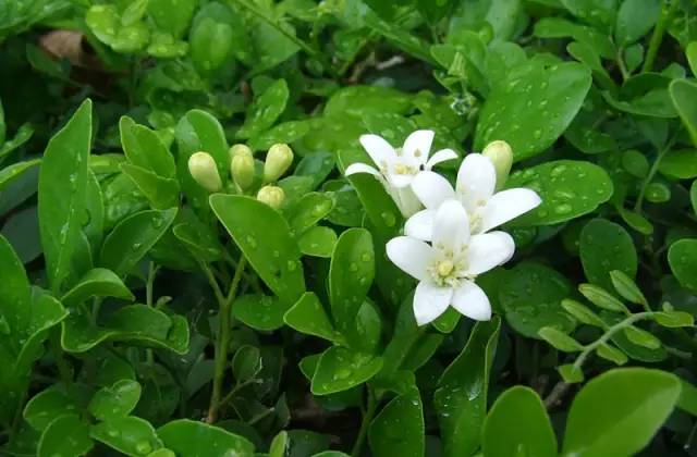 种植绿化树利润如何_种植园林绿化树种致富_种植绿化树致富