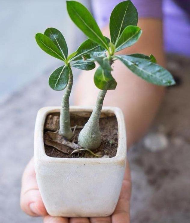 玫瑰花种子种植技术_玫瑰花籽种植技术_玫瑰种植技术花籽种植方法