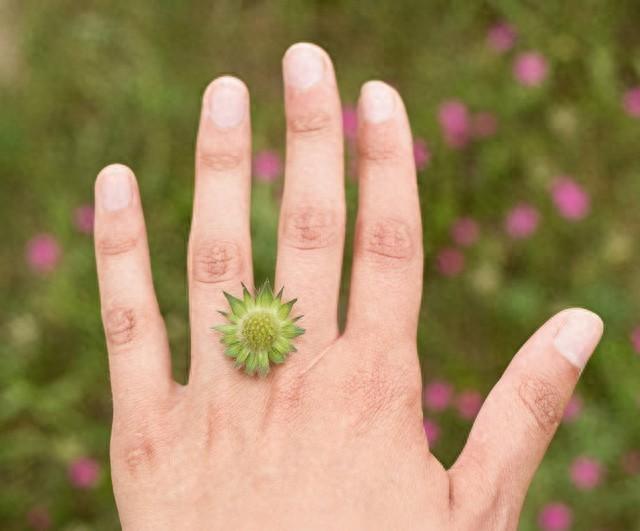 玫瑰种植技术花籽怎么种_玫瑰种植技术花籽种植方法_玫瑰花籽种植技术