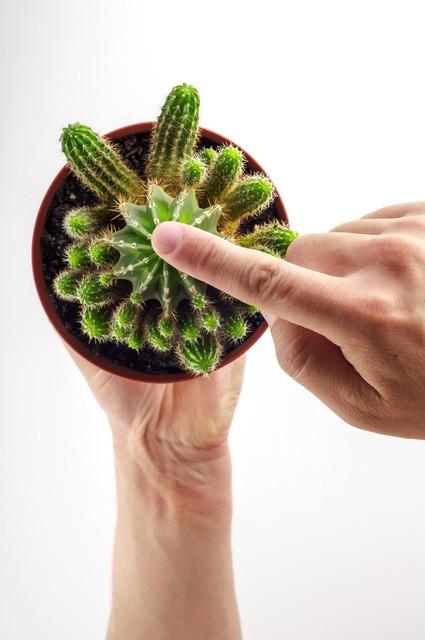 玫瑰花籽种植技术_玫瑰种植技术花籽怎么种_玫瑰种植技术花籽种植方法