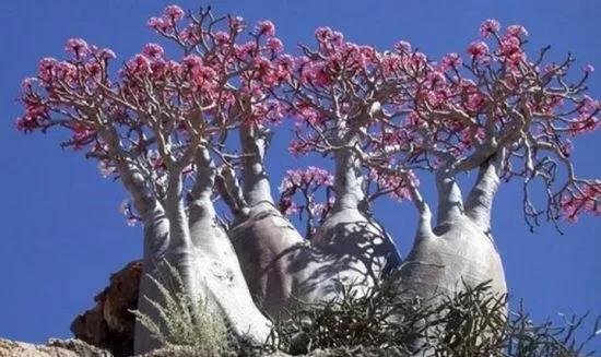 玫瑰花籽种植方法_玫瑰花籽种植技术_玫瑰种植技术花籽怎么种