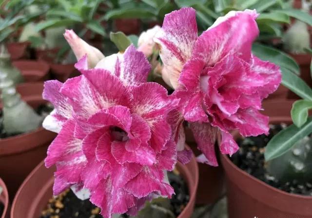 玫瑰花籽种植方法_玫瑰花籽种植技术_玫瑰种植技术花籽怎么种