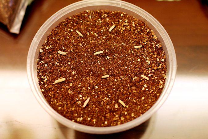 玫瑰种植技术花籽怎么种_玫瑰花籽种植方法_玫瑰花籽种植技术