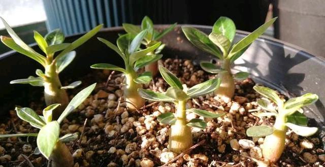 玫瑰种植技术花籽怎么种_玫瑰花籽种植方法_玫瑰花籽种植技术