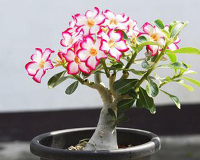 玫瑰种植技术花籽怎么种_玫瑰花籽种植方法_玫瑰花籽种植技术