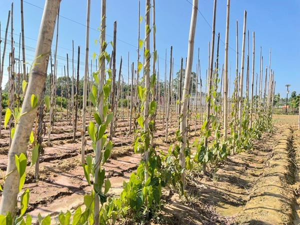 桂平市：淮山种植正当时