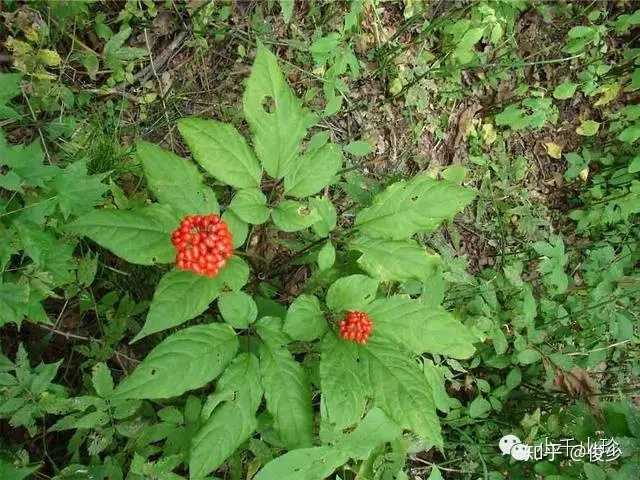 种植鹿茸技术与管理_种植鹿茸技术视频_鹿茸种植技术