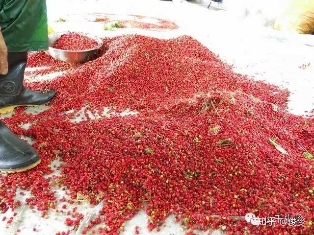 种植鹿茸技术与管理_鹿茸种植技术_种植鹿茸技术视频