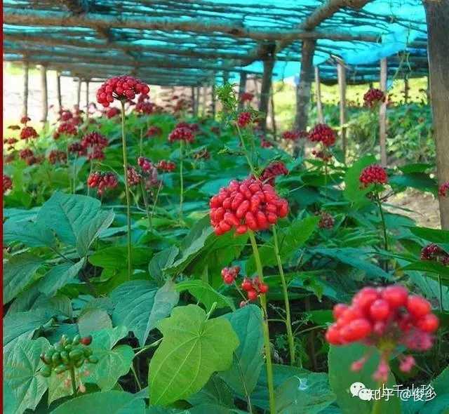 种植鹿茸技术视频_鹿茸种植技术_种植鹿茸技术与管理