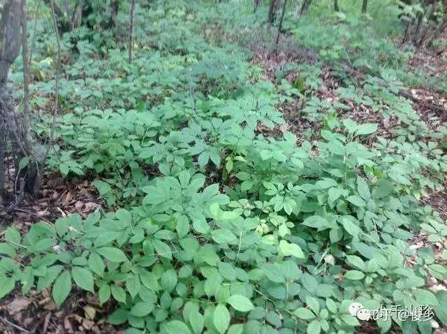 种植鹿茸技术与管理_种植鹿茸技术视频_鹿茸种植技术