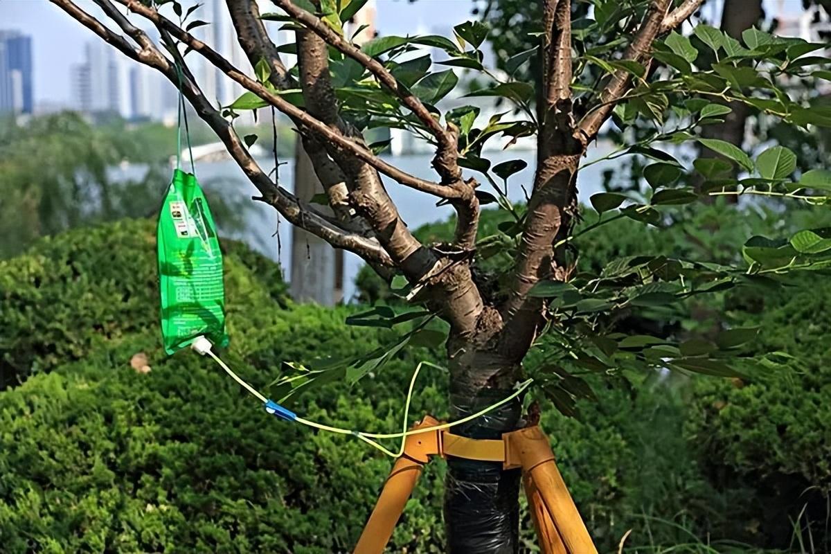 致富经种树的创业项目_树木种植致富项目_致富树木种植项目简介