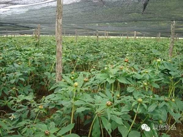 生姜种植技术_花生芽无土种植技术_重喽种植技术