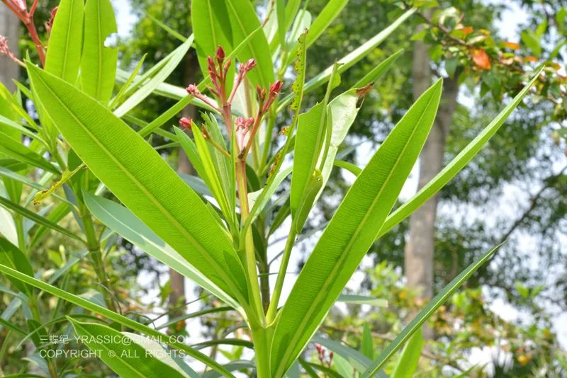 桄榔粉虫养殖技术_桄榔粉虫养殖技术_桄榔粉虫养殖技术