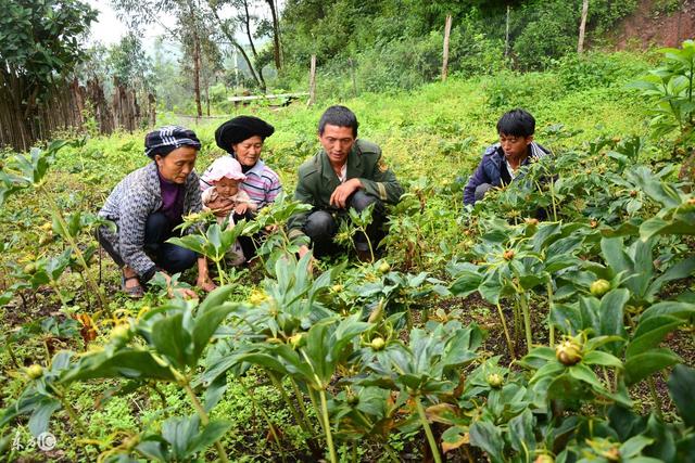 助农驿站：我国滇重楼种植的气候适宜性研究 滇重楼种植技术