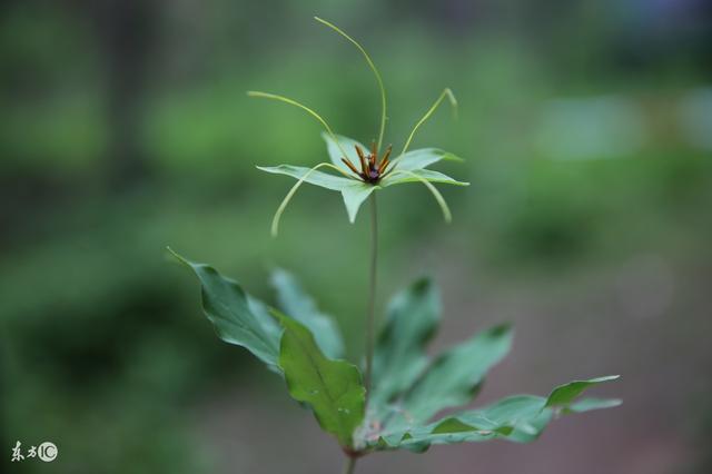 助农驿站：我国滇重楼种植的气候适宜性研究 滇重楼种植技术