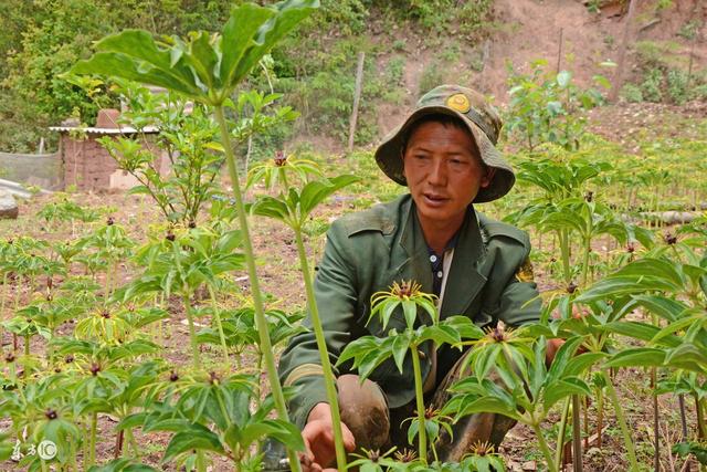 助农驿站：我国滇重楼种植的气候适宜性研究 滇重楼种植技术