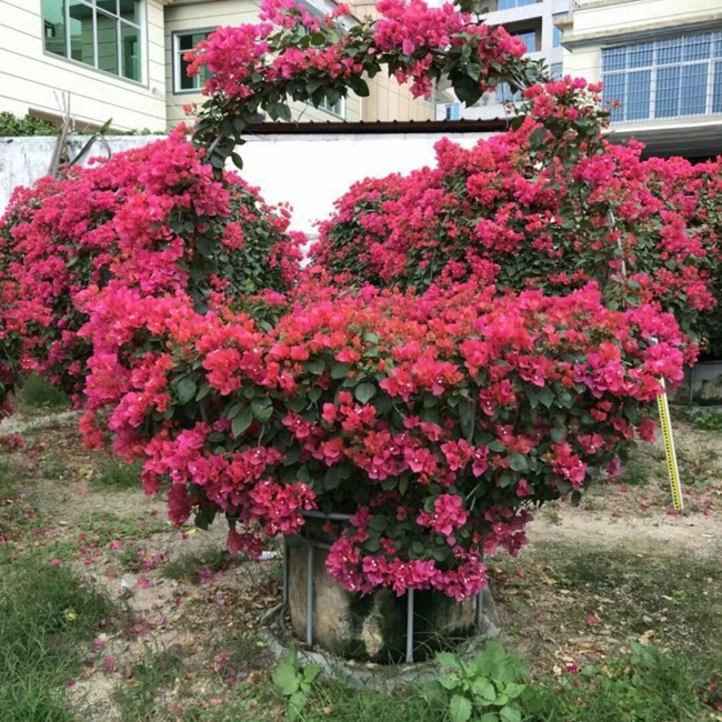 怎样种植才能使三角梅多开花？