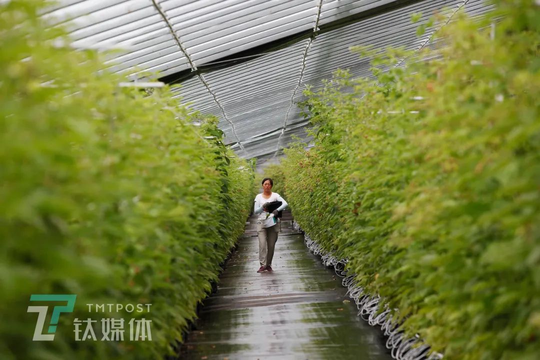 种植树莓技术视频_种植树莓技术要求_树莓的种植技术