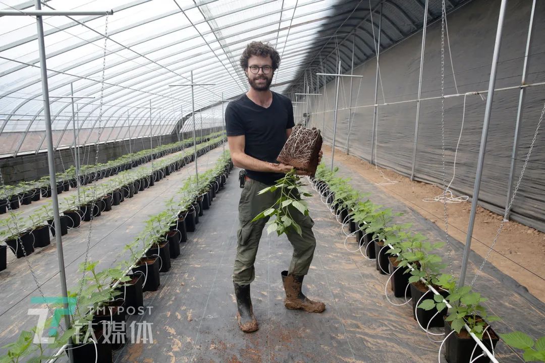 树莓的种植技术_种植树莓技术视频_种植树莓技术要求