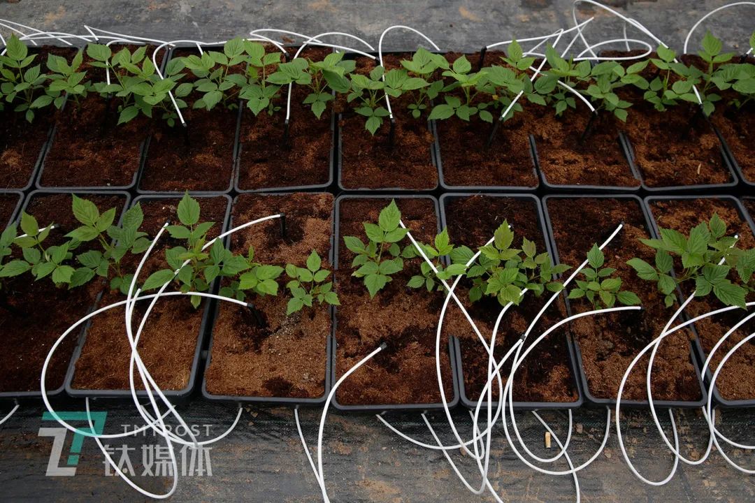 树莓的种植技术_种植树莓技术视频_种植树莓技术要求