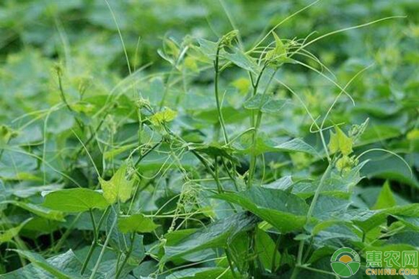 致富经种野生植物_野生植物品牌_野生植物那种值钱